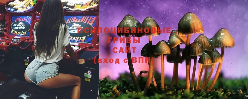 Галлюциногенные грибы MAGIC MUSHROOMS  мориарти официальный сайт  Кадников 